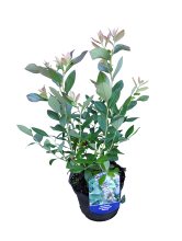 Blåbærbusk 17 cm potte